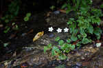 Kidneyleaf grass of Parnassus